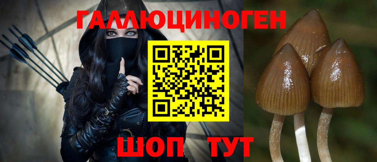 Псилоцибиновые грибы Psilocybe Краснодар